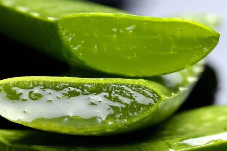 Aloe Vera aufgeschnittene Stücke, man sieht das Gel im Blatt